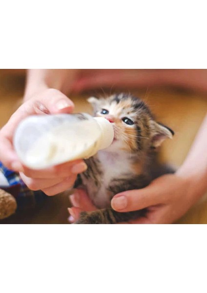 Petguard Kıtty Lack Yavru Kedi Süt Tozu Tamamlayıcı Besin (200GR) fiyatları