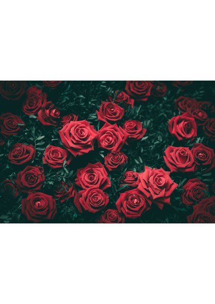 Garden Rose Esansı 20 ml - Ifra Sertifikalı