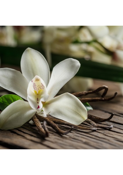 French Vanilla Esansı 20 ml - Ifra Sertifikalı