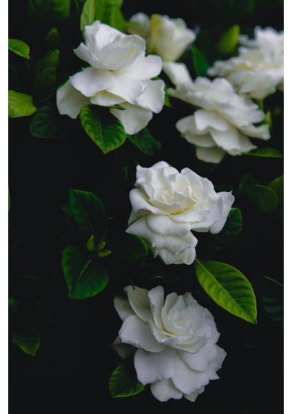 White Gardenia Esansı 20 ml - Ifra Sertifikalı