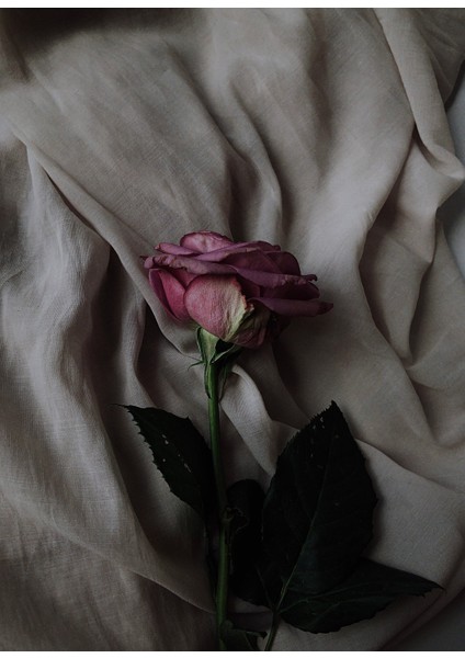 Rose Patchouli Esansı 20 ml - Premium Collection - Ifra Sertifikalı