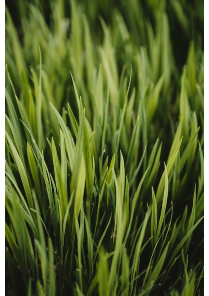 Fresh Cut Grass Esansı 20 ml - Premium Collection - Ifra Sertifikalı