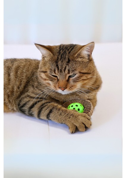 Mukavva Kedi Oyuncağı modelleri