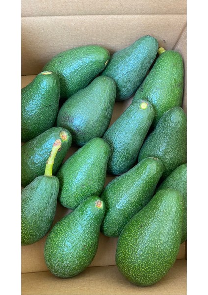 15' Li Avokado Paket