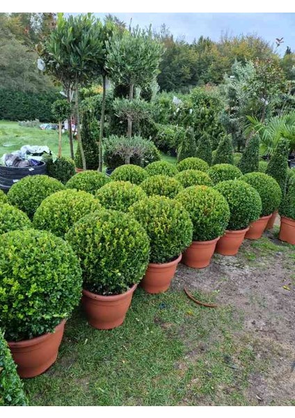 2 Adet Saksılı Şimşir (Buxus Sempervirens) Fidanı30-40 cm
