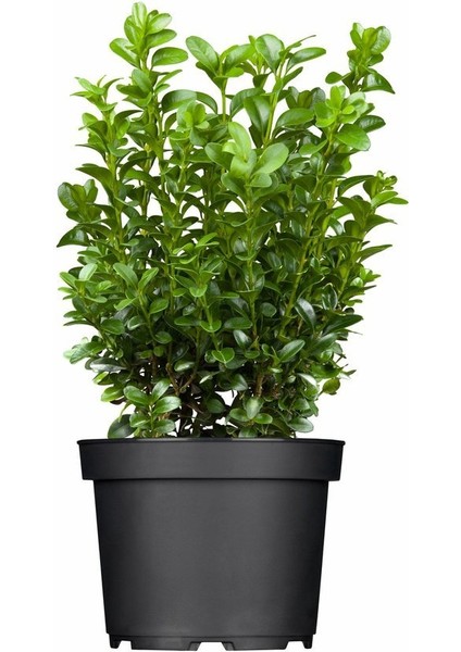 2 Adet Saksılı Şimşir (Buxus Sempervirens) Fidanı30-40 cm fiyatları