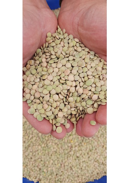 Yeşil Mercimek Yerli Köy Mahsulü 2 kg modelleri