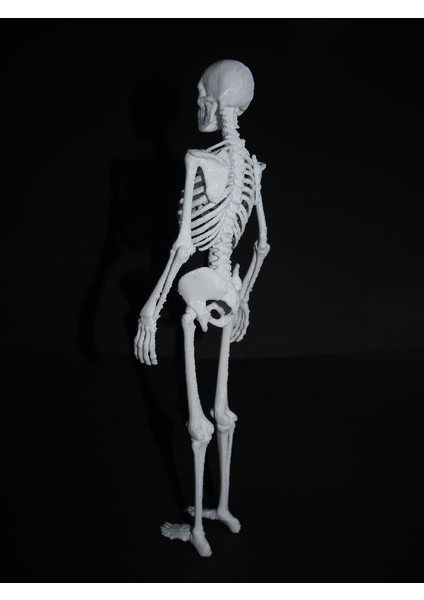 Yeni Iskelet (Sadece Plastik Aparattır!!!) fiyatları
