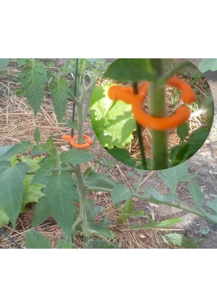 Yeni Bitkiler Için Tel Veya Kafes Üzerinde Domates Klipsi P (Sadece Plastik Aparattır!!!)