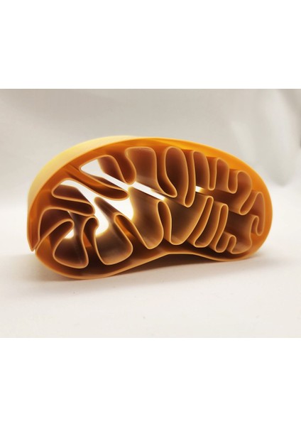 Yeni Mitokondri Spiral Vazo P (Sadece Plastik Aparattır!!!)