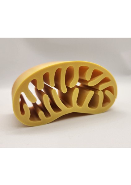 Yeni Mitokondri Spiral Vazo P (Sadece Plastik Aparattır!!!) fiyatları