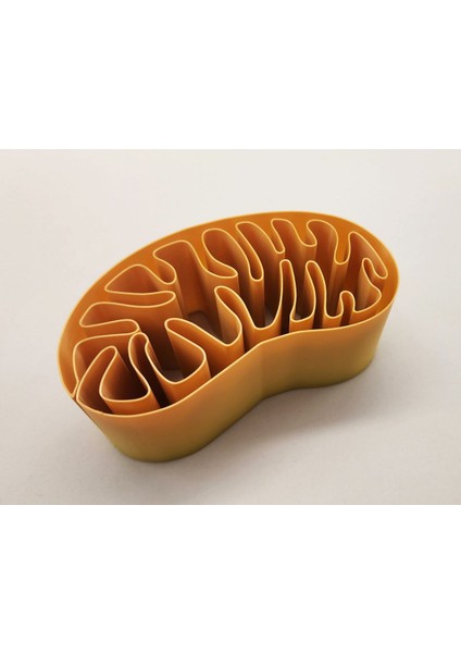 Yeni Mitokondri Spiral Vazo P (Sadece Plastik Aparattır!!!) modelleri