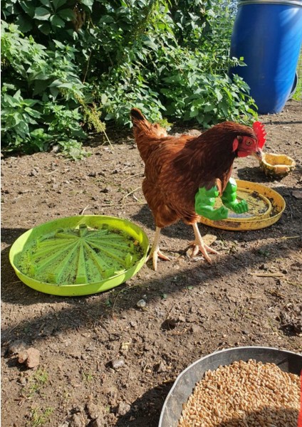 Yeni Strongman Hulk Chicken Arms (Sadece Plastik Aparattır!!!) fırsatları