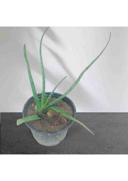 YurtTicaret Aleo Vera. Saksılı.