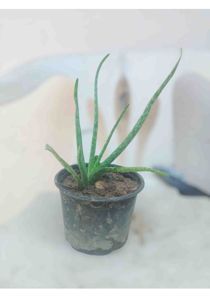 YurtTicaret Aleo Vera. Saksılı. fiyatları