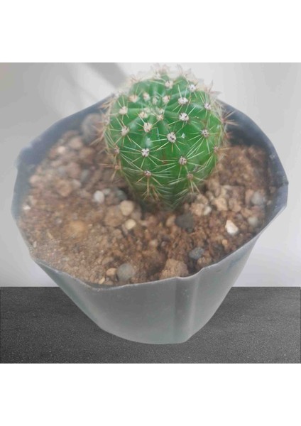 YurtTicaret Kaktüs. Viyolde