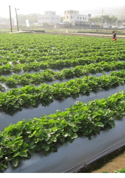 80 cm Enli Malç Naylonu, Çilek, Marul, Karpuz Üretimi Için Ot Engelleyici, Toprak Nem Koruyucu fiyatları