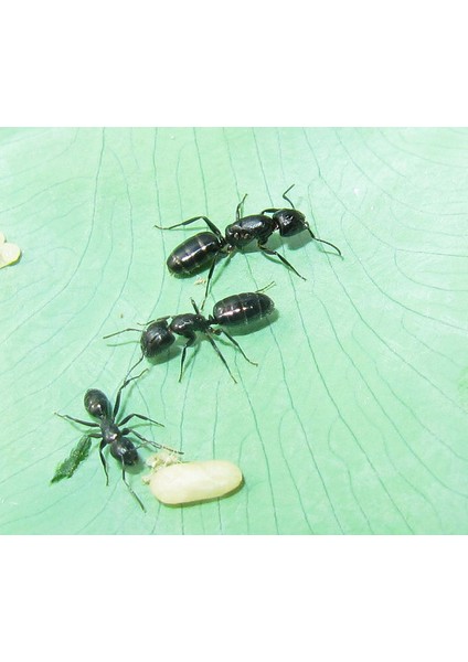 Atölye Ev Hayvanları Karınca Kraliçesi Kutusu (Yurt Dışından) fırsatları