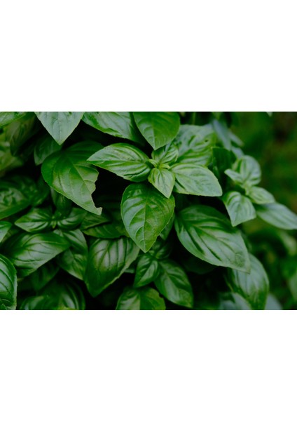 Basil & Herbs Esansı 20 ml - Premium Collection - Ifra Sertifikalı
