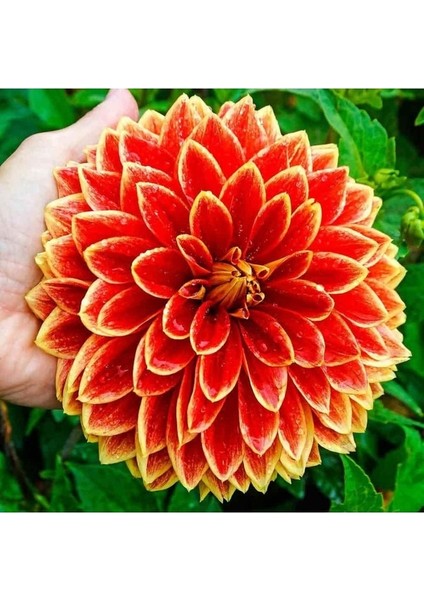 50 Adet Dev Yıldız Çiçeği Yumrusu Karışık Renk Yeni Mahsul...çimlenme Garantili.
