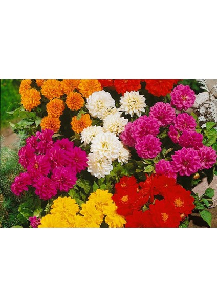 50 Adet Dev Yıldız Çiçeği Yumrusu Karışık Renk Yeni Mahsul...çimlenme Garantili.