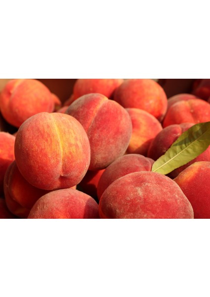 Peach Nectar Esans 20 ml - Ifra Sertifikalı