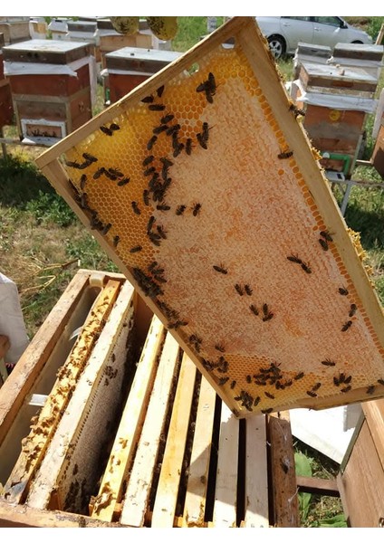 Petek Çiçek Balı 3 Kilogram