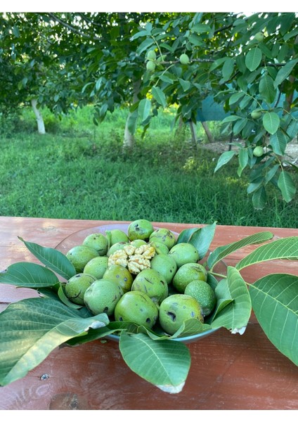 5 kg Dalından Yeşil Kabuklu Gönderim Taze Süt Ceviz