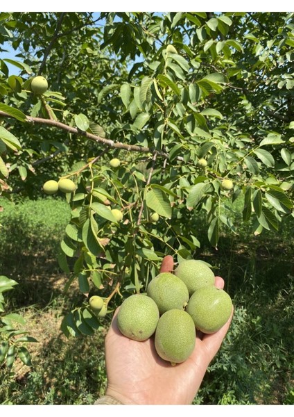 1 kg Dalından Yeşil Kabuklu Gönderim Taze Süt Ceviz ( Lütfen Açıklamayı Okuyunuz)
