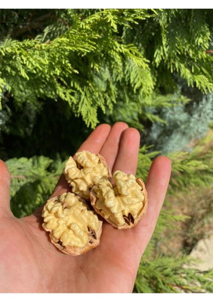 7 kg Ceviz Ince Kabuklu Chandler Cinsi Yerli Üretim Yeni Hasat