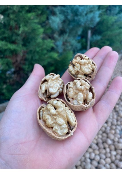 7 kg Ultra Lüks Ceviz Ince Kabuklu Chandler Cinsi Kuru Ceviz Yeni Hasat