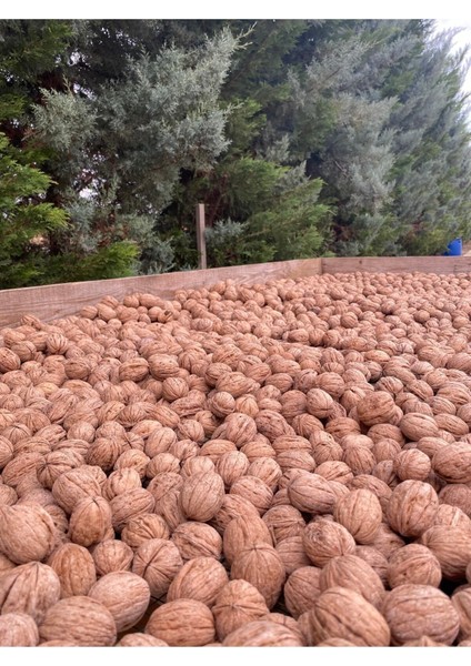 7 kg Ultra Lüks Ceviz Ince Kabuklu Chandler Cinsi Kuru Ceviz Yeni Hasat fiyatları