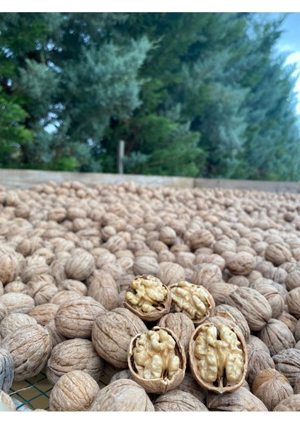 7 kg Ultra Lüks Ceviz Ince Kabuklu Chandler Cinsi Kuru Ceviz Yeni Hasat fırsatları