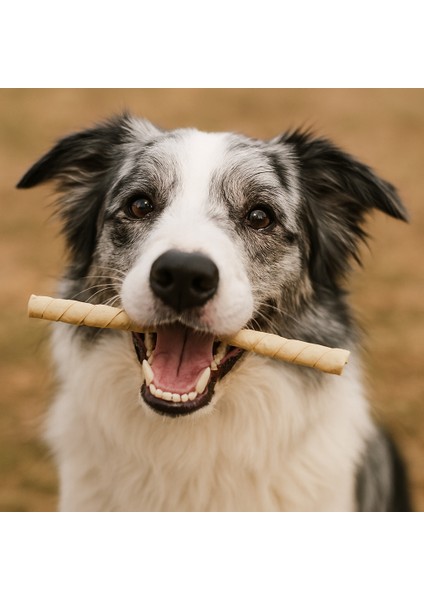 Burgu Çubuk Naturel- Köpek Stick -Köpek Ödülü fırsatları