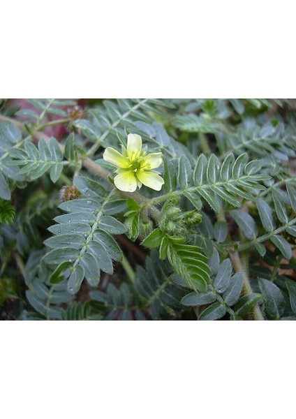 Çoban Çökerten - Tribulus Terrestris 50 G fiyatları
