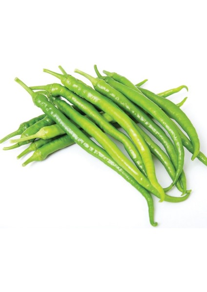 Çetinel Biber Tohumu Açık Tarla Yetiştiriciliğine Sera Uygun Yüksek Verimli