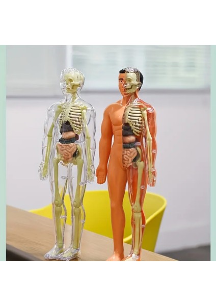 30 Parça Insan Anatomisi Model Seti Çıkarılabilir Iskelet ve Tam Gövde Eğitici Stem Kiti