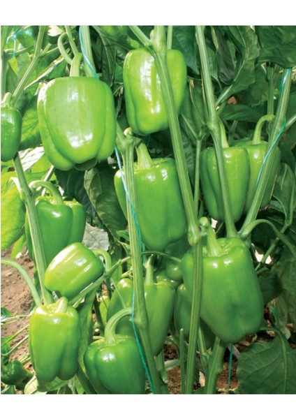 Antep Acı Biber Tohumu Orta Erkenci Yüksek Verimli Etli Sivri Biber modelleri