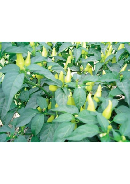 Yalova Çarliston Biber Tohumu Açık Tarla Sera Yetiştiriciliğine Uygun Sofralık modelleri