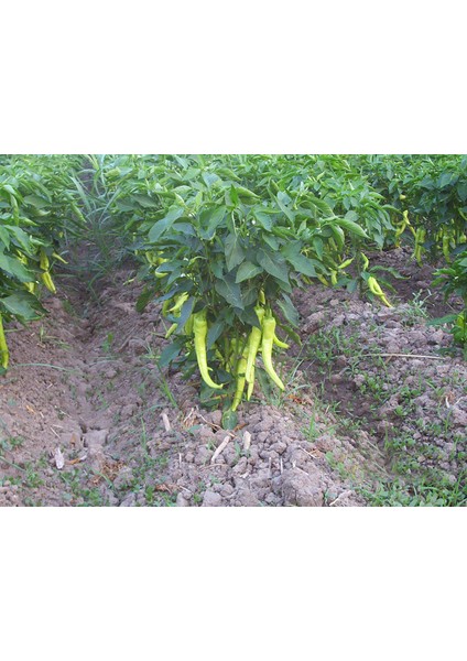 Yalova Çarliston Biber Tohumu Açık Tarla Sera Yetiştiriciliğine Uygun Sofralık fırsatları