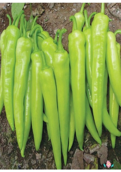 Yalova Çarliston Biber Tohumu Açık Tarla Sera Yetiştiriciliğine Uygun Sofralık indirimleri