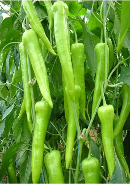 Yalova Çarliston Biber Tohumu Açık Tarla Sera Yetiştiriciliğine Uygun Sofralık
