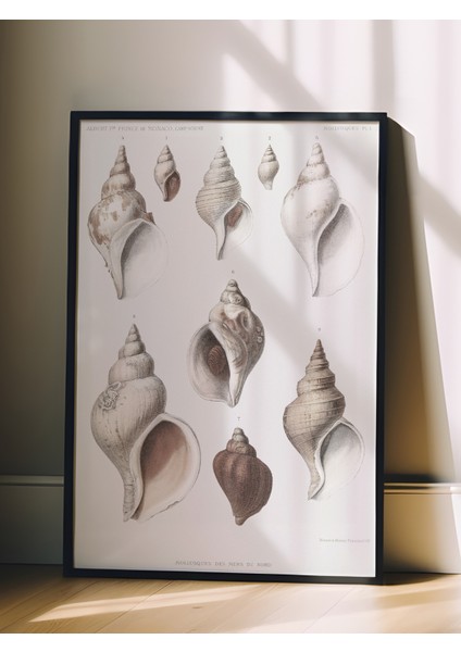 Siyah Çerçeveli Tablo, Deniz Kabukları Koleksiyonu Çizim, Banyo Dekoru Poster No: 113628 fiyatları