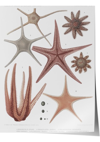 Çerçevesiz Poster, Deniz Yıldızı ve Midye Çizimi, Banyo Dekoru Poster No: 113627