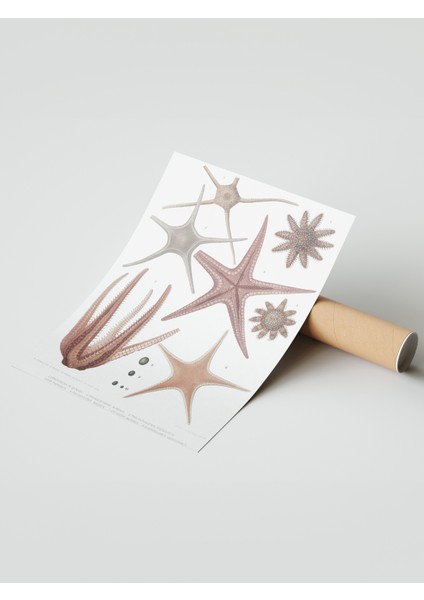 Çerçevesiz Poster, Deniz Yıldızı ve Midye Çizimi, Banyo Dekoru Poster No: 113627 modelleri