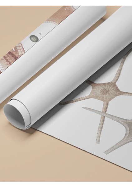 Çerçevesiz Poster, Deniz Yıldızı ve Midye Çizimi, Banyo Dekoru Poster No: 113627 fırsatları