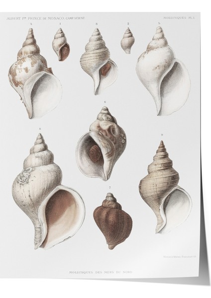 Çerçevesiz Poster, Deniz Kabukları Koleksiyonu Çizim, Banyo Dekoru Poster No: 113628