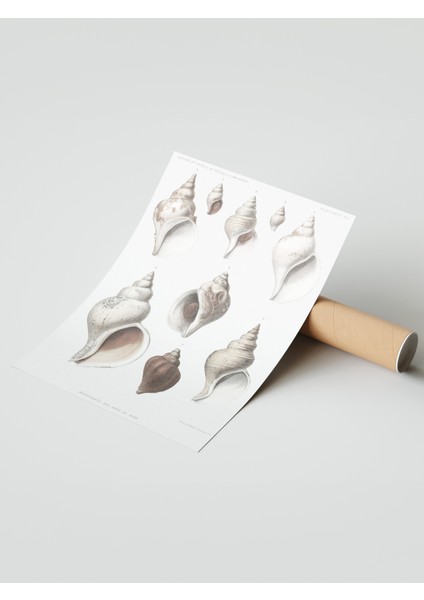 Çerçevesiz Poster, Deniz Kabukları Koleksiyonu Çizim, Banyo Dekoru Poster No: 113628 modelleri