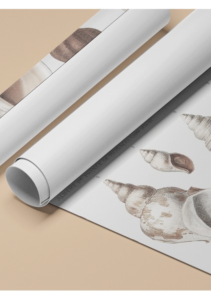 Çerçevesiz Poster, Deniz Kabukları Koleksiyonu Çizim, Banyo Dekoru Poster No: 113628 fırsatları