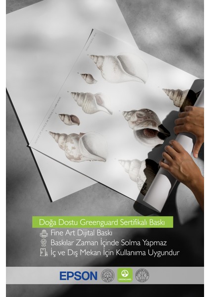 Çerçevesiz Poster, Deniz Kabukları Koleksiyonu Çizim, Banyo Dekoru Poster No: 113628